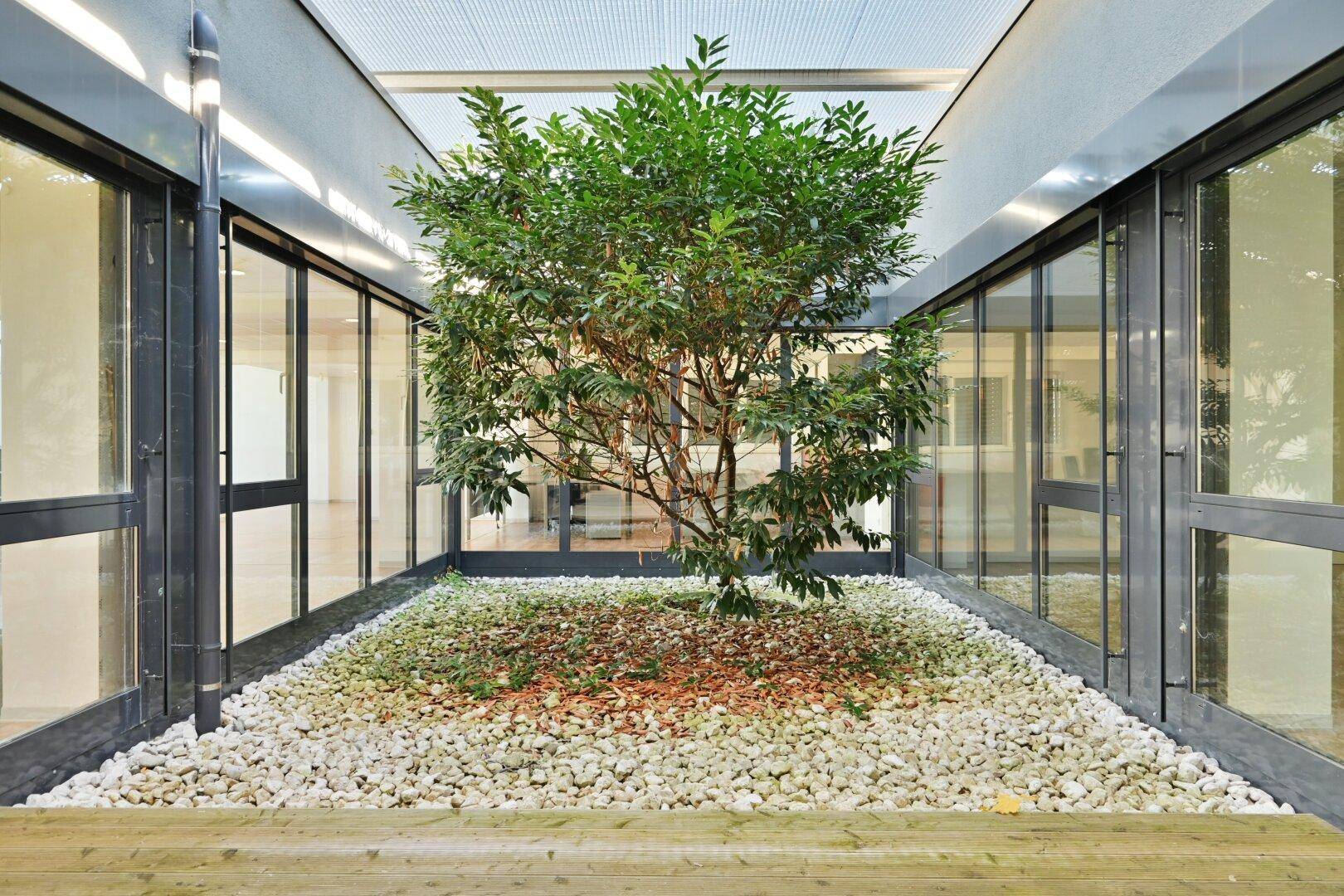 Heller Innenhof mit einem Baum und weißen Kieselsteinen, umgeben von Glaswänden, die natürliches Licht spenden.