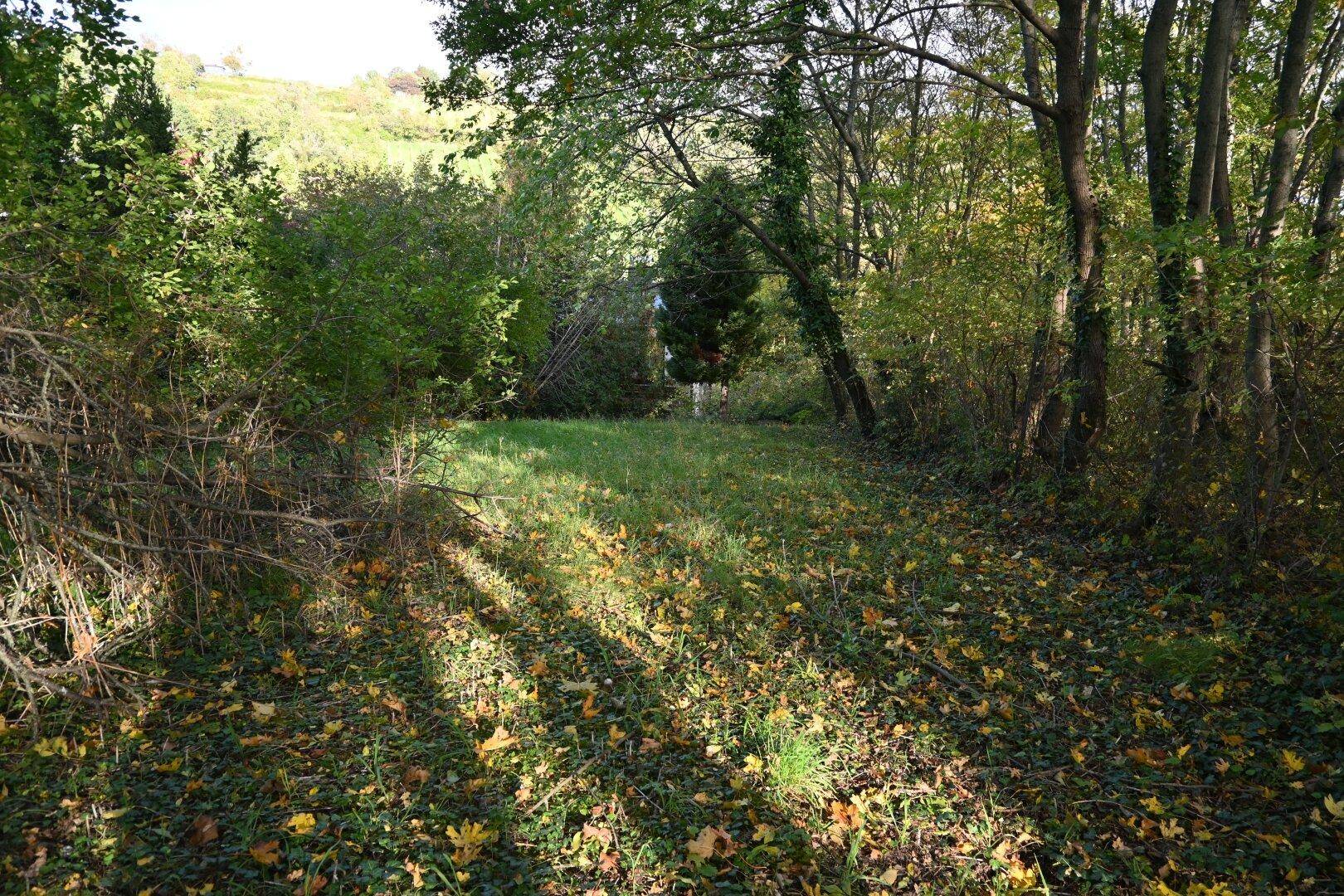 Naturbelassener Gartenbereich mit Rasenfläche und vielen Bäumen im Herbstlicht.