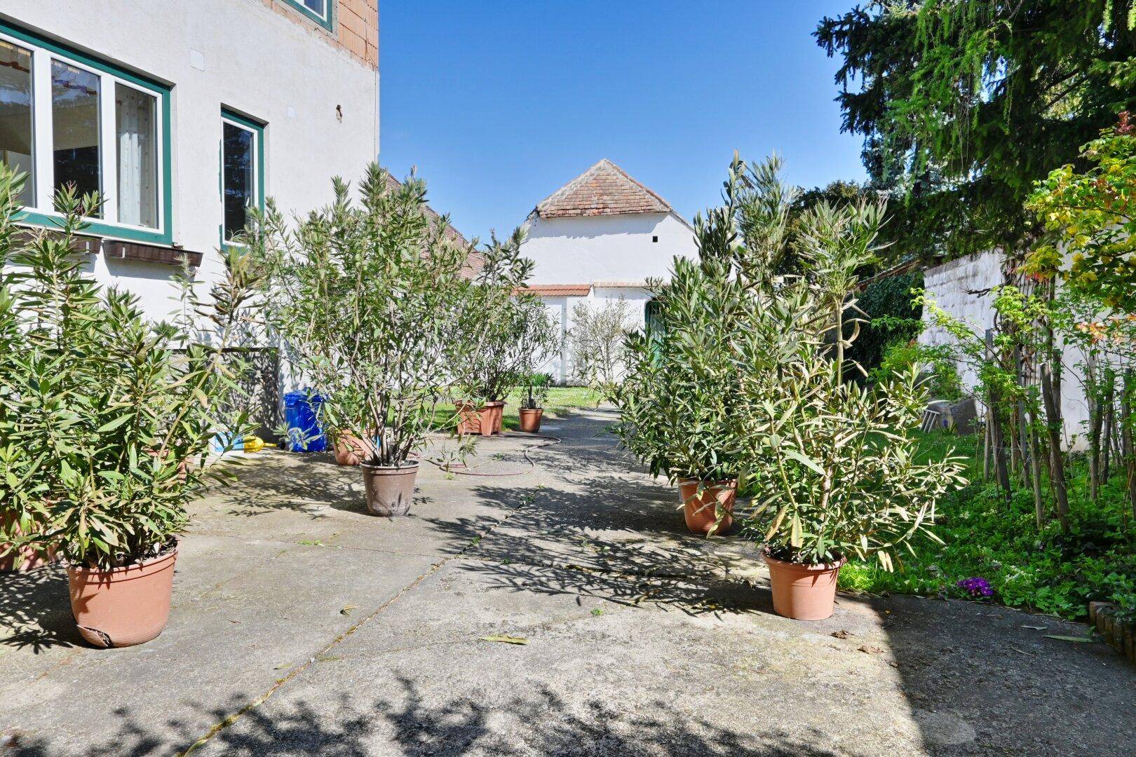 Sonniger Gartenbereich mit gepflastertem Weg, umgeben von Topfpflanzen und Bäumen.