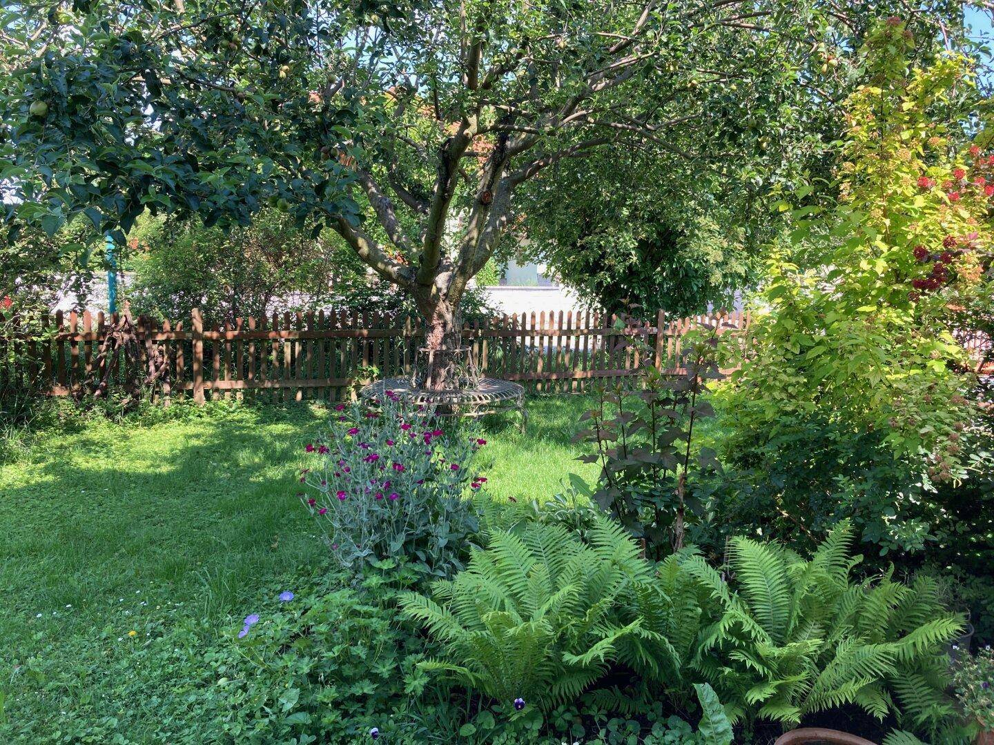 Idyllischer Garten mit altem Obstbaum, üppiger Vegetation und Holzzaun.
