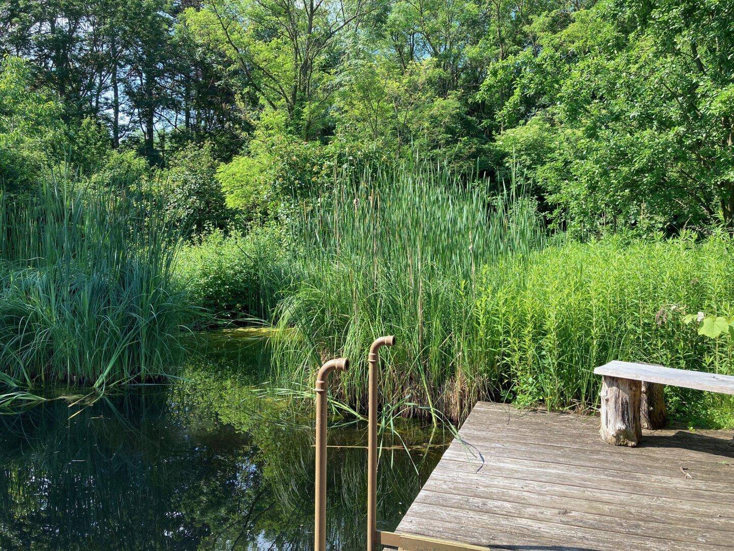 Natürlicher Teich mit Schilfbewuchs und Holzsteg, umgeben von üppiger Vegetation.