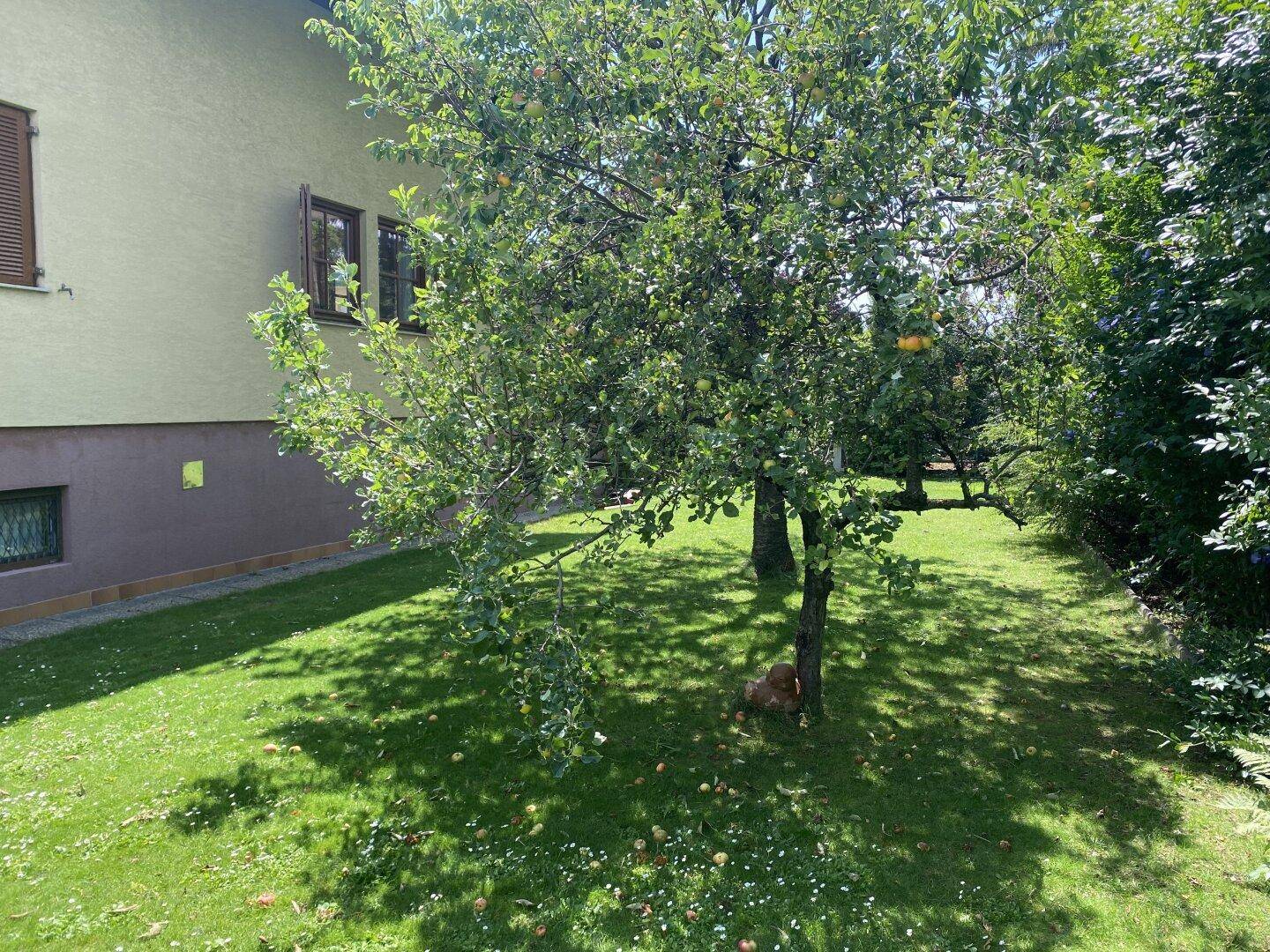 Grüner Gartenbereich mit Apfelbaum und Rasenfläche neben dem Haus.