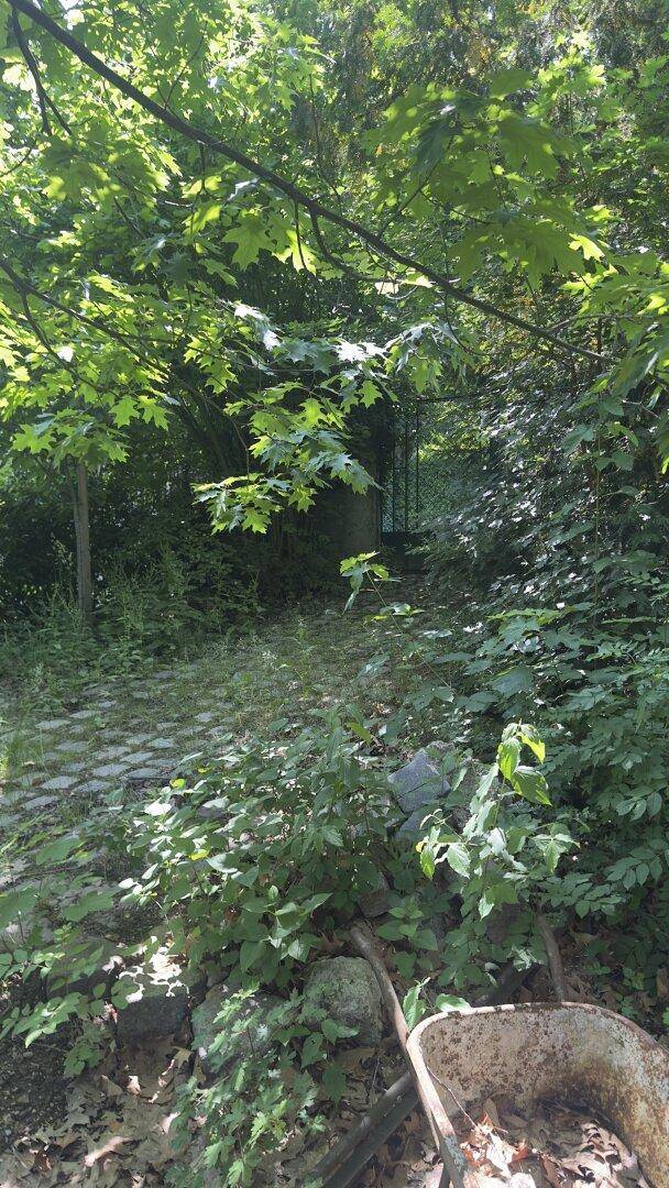 Verwilderter Gartenbereich mit dichtem Grün, Bäumen und einem alten Schubkarren im Vordergrund.
