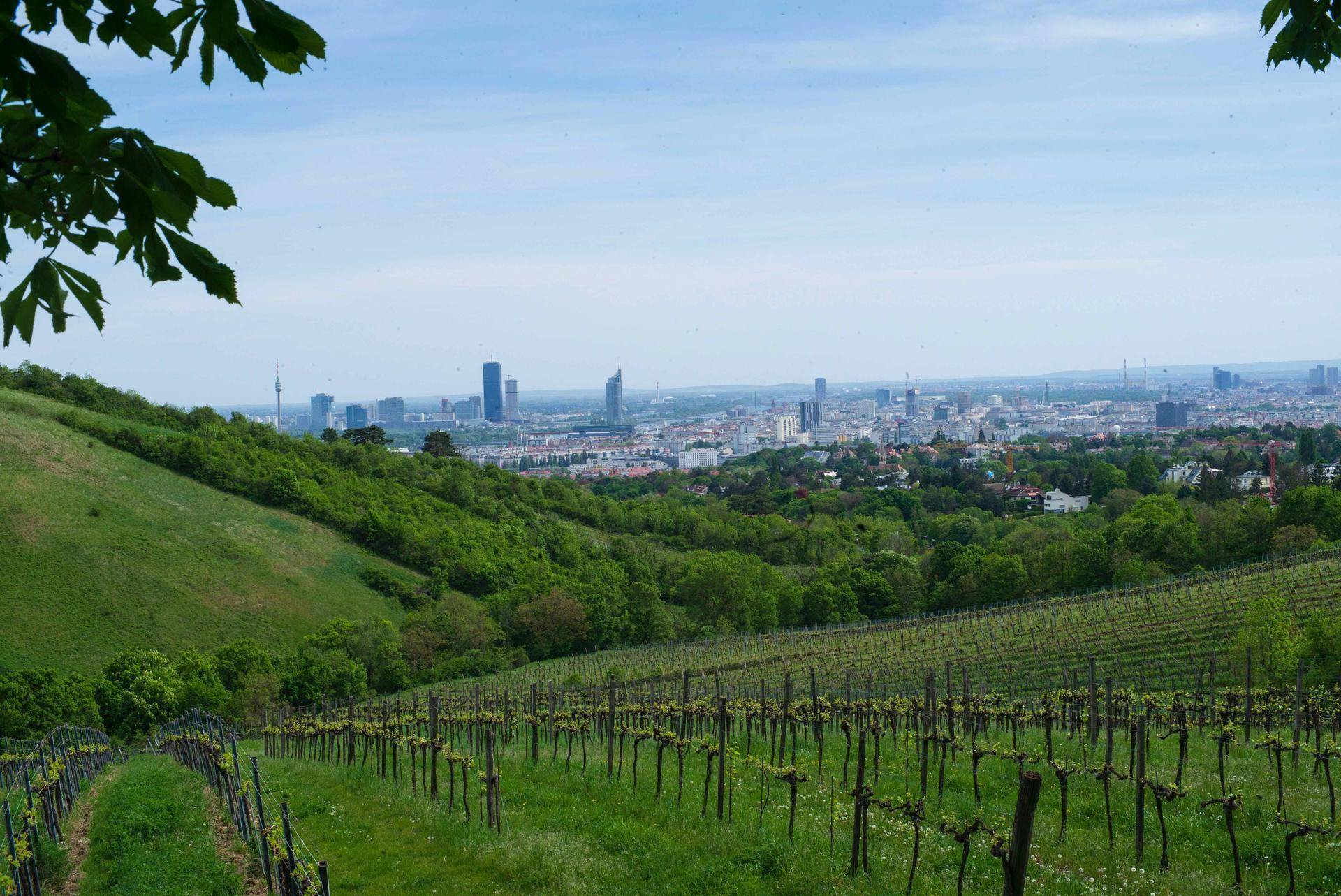 Weinberg mit Blick auf die Stadtkulisse in der Ferne unter einem klaren blauen Himmel.