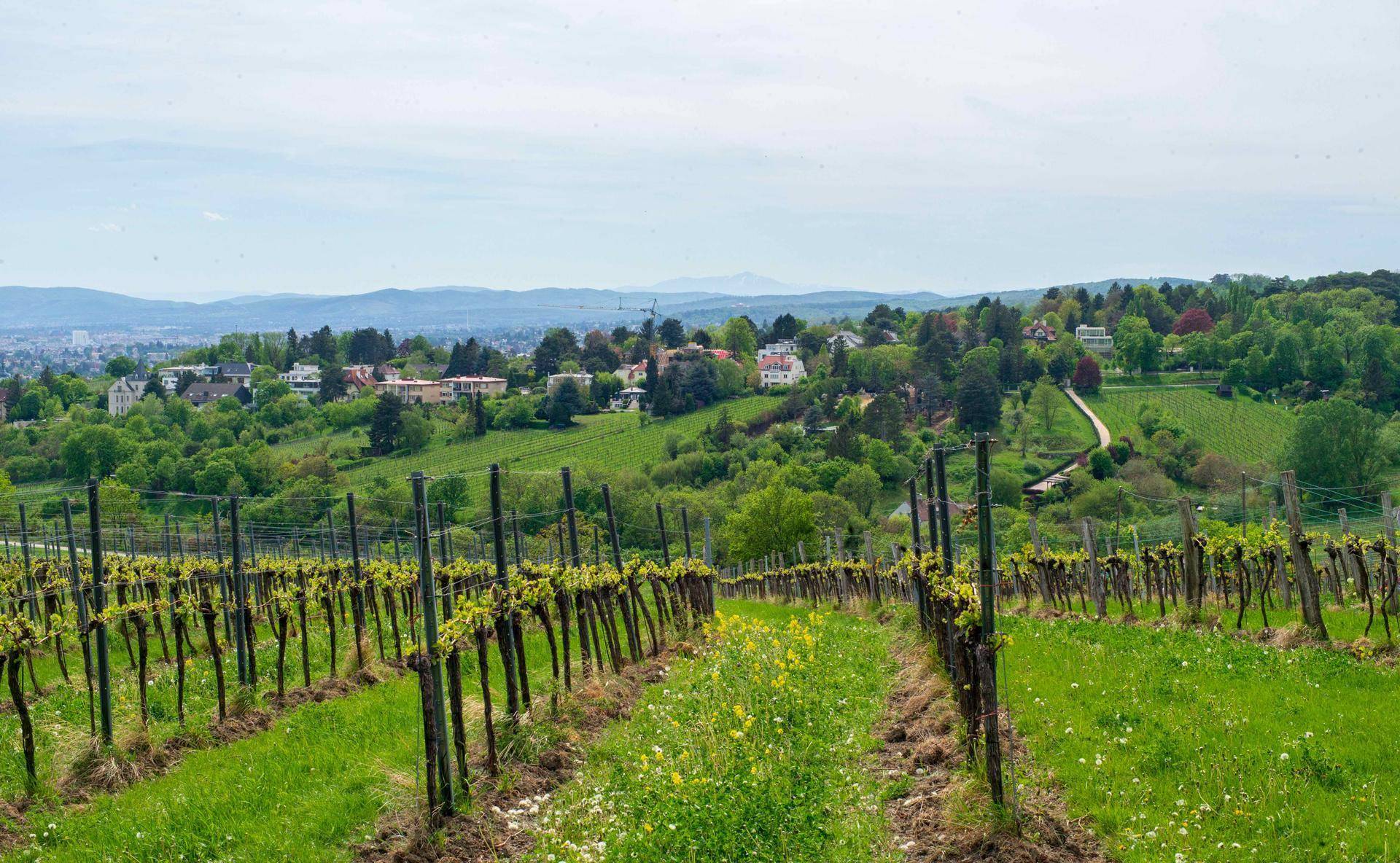 Weinberg mit grünen Reihen und einem weiten Blick auf Häuser und Hügel in der Ferne.