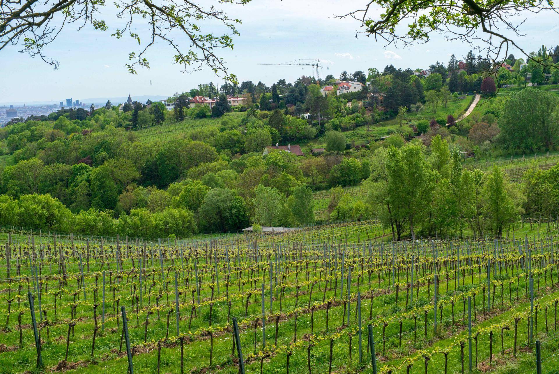 Weinberg mit sanften grünen Hügeln und Häusern in der malerischen Landschaft im Hintergrund.