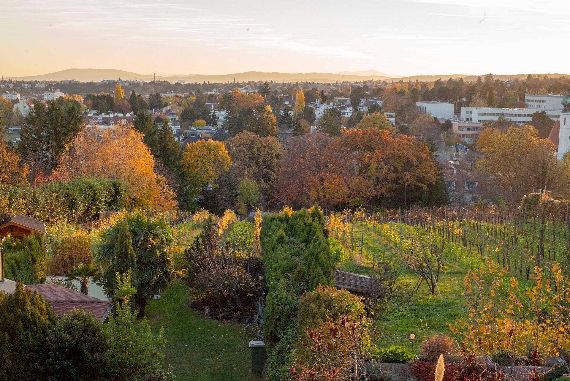 Herbstlicher Panoramablick über eine Stadt mit bunten Bäumen und Weinbergen in der Abendsonne.