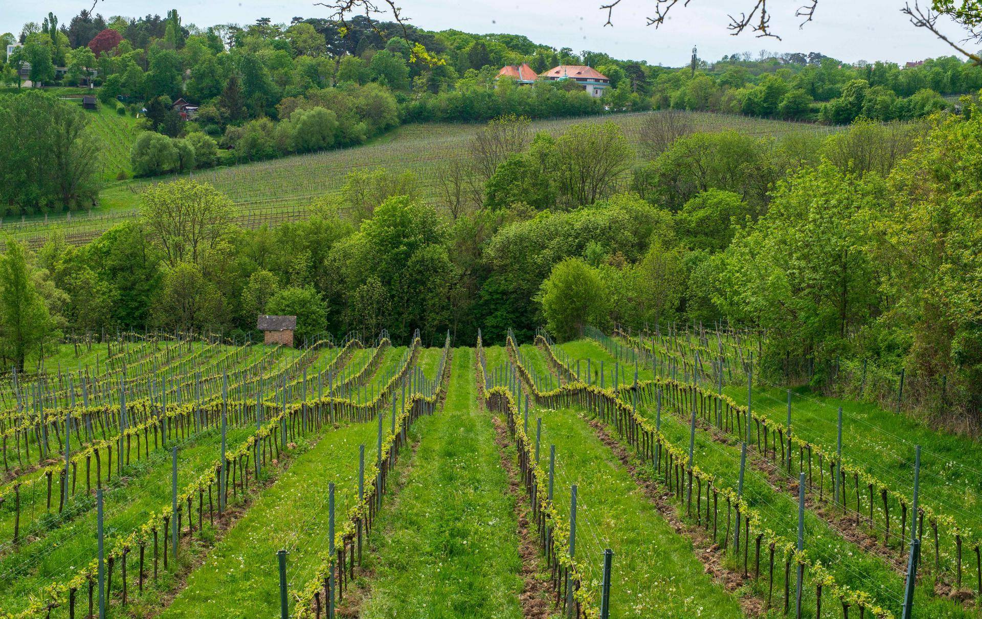 Weinrebenreihen erstrecken sich in die Ferne mit grünen Hügeln und einem kleinen Gebäude.