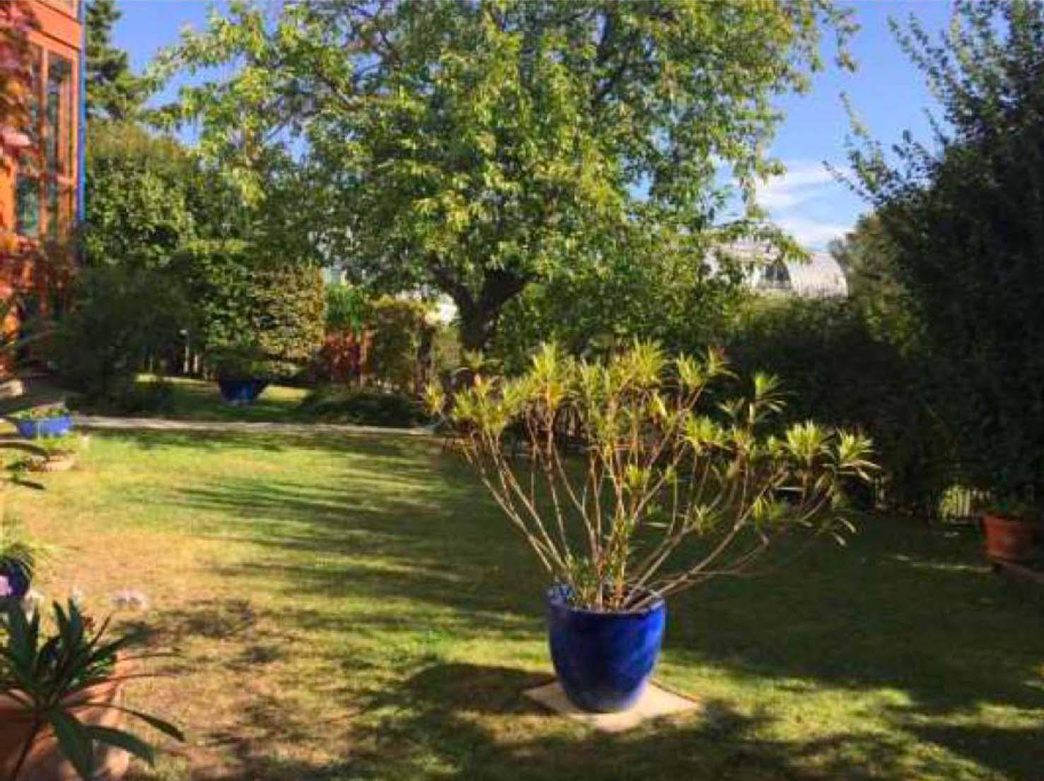Sonniger Garten mit großem Baum, Topfpflanze und einer weitläufigen Rasenfläche.