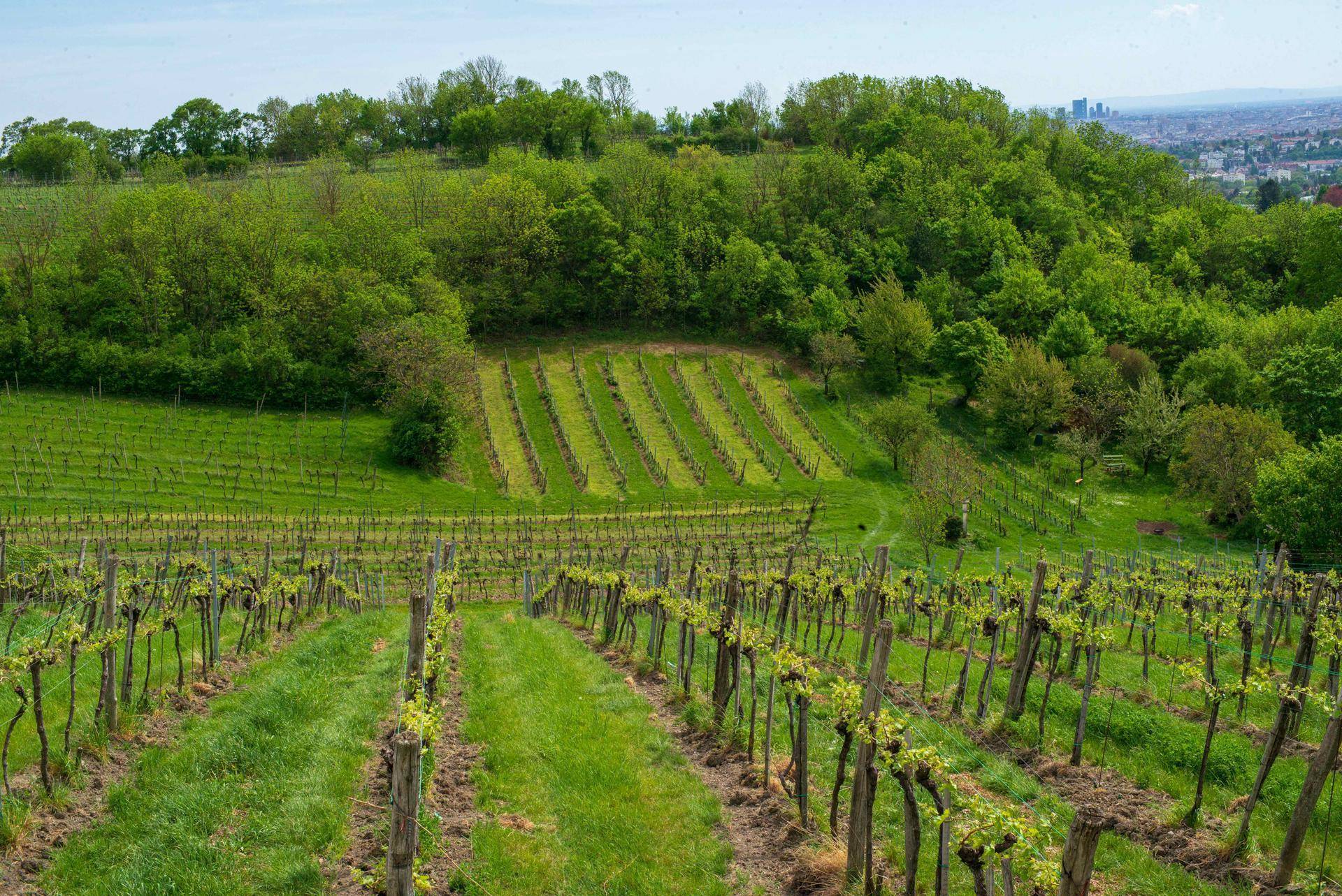 Weinberg an einem Hang mit grünen Reihen und einem weiten Blick auf eine Stadt in der Ferne.