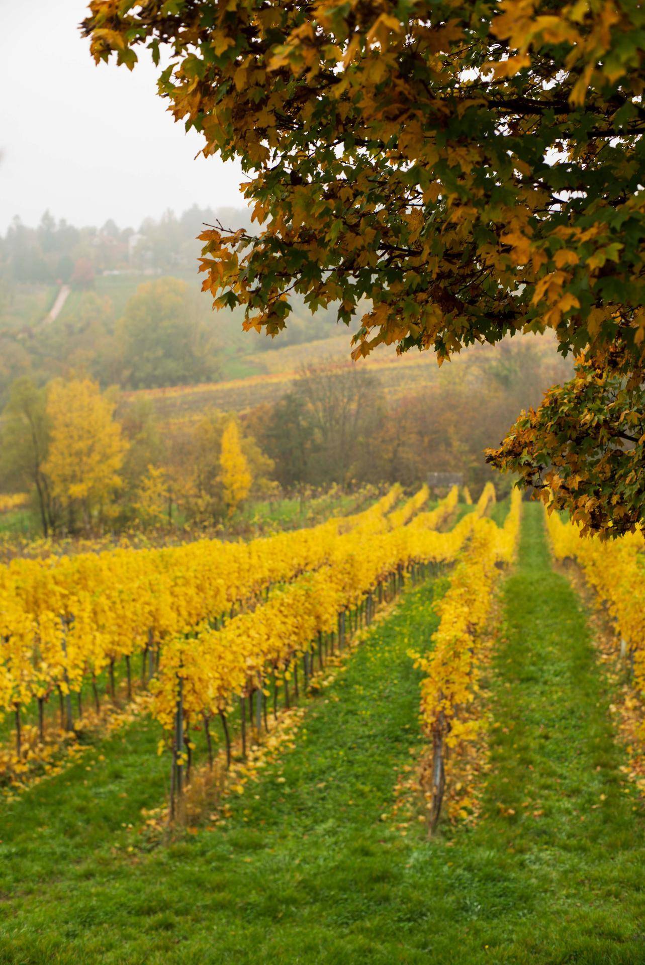 Herbstliche Weinbergslandschaft mit leuchtend gelben Blättern und einem Baumzweig im Vordergrund.