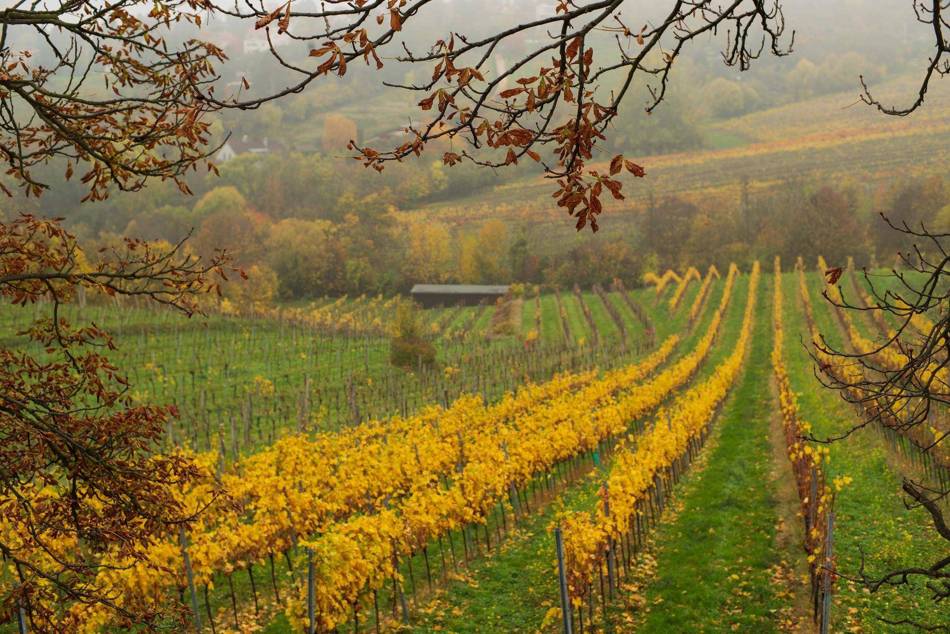 Herbstliche Weinbergslandschaft mit gelben Blättern, einem kleinen Schuppen und Hügeln im Hintergrund.