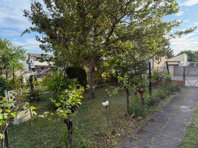 Garten mit großem Baum, Rasenfläche und einem Zaun, der das Grundstück begrenzt.