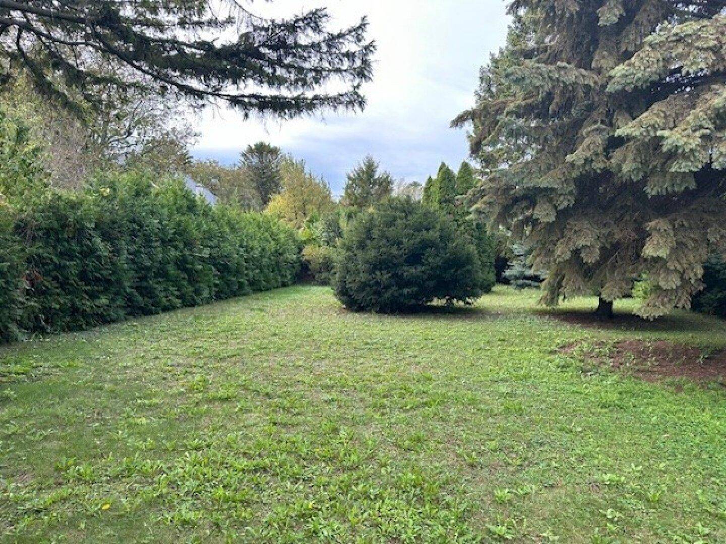 Weitläufige Rasenfläche im Garten, umgeben von hohen Hecken und Bäumen.