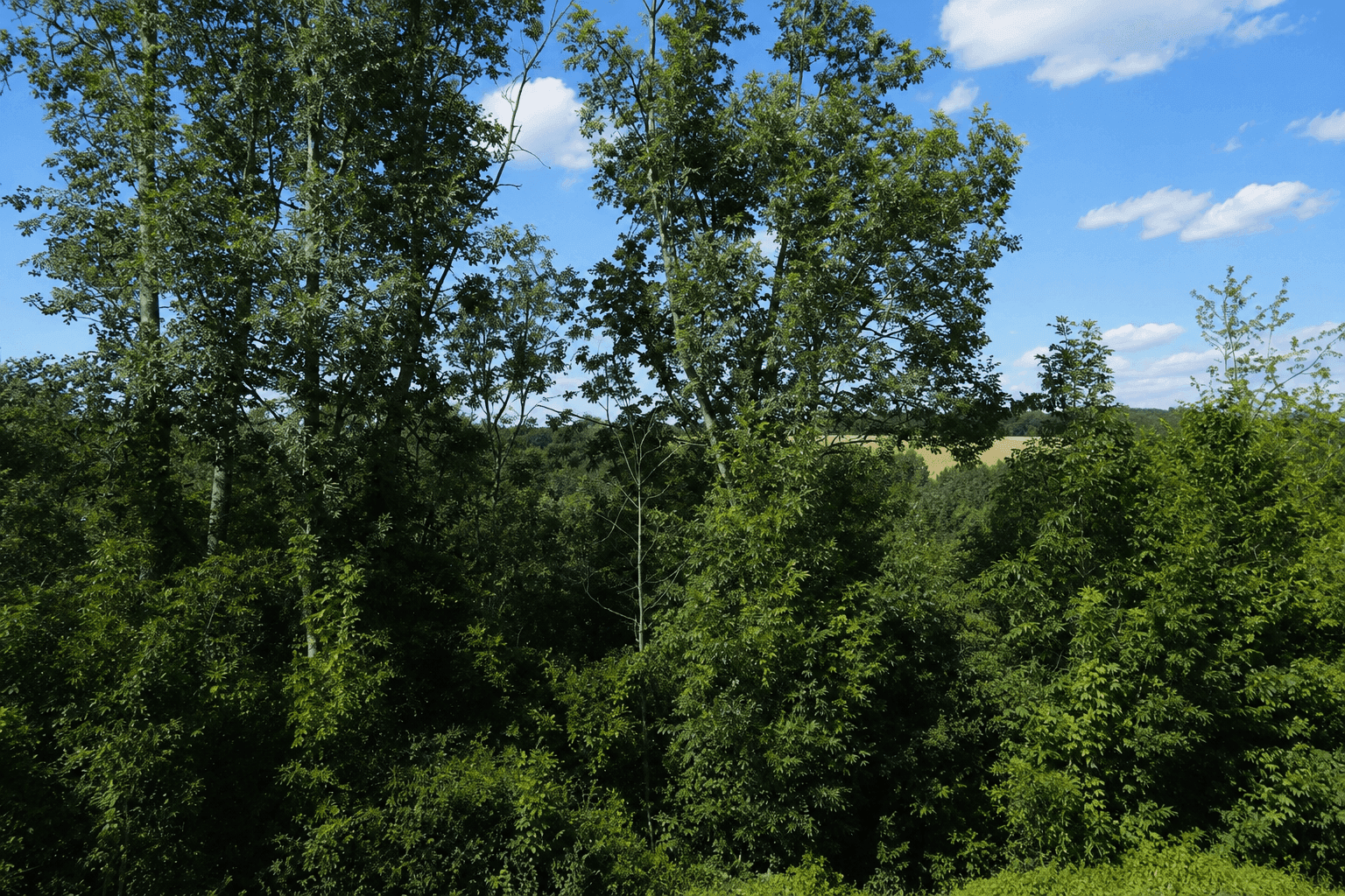 Dichter Baumbestand und üppiges Grün unter blauem Himmel mit weißen Wolken.
