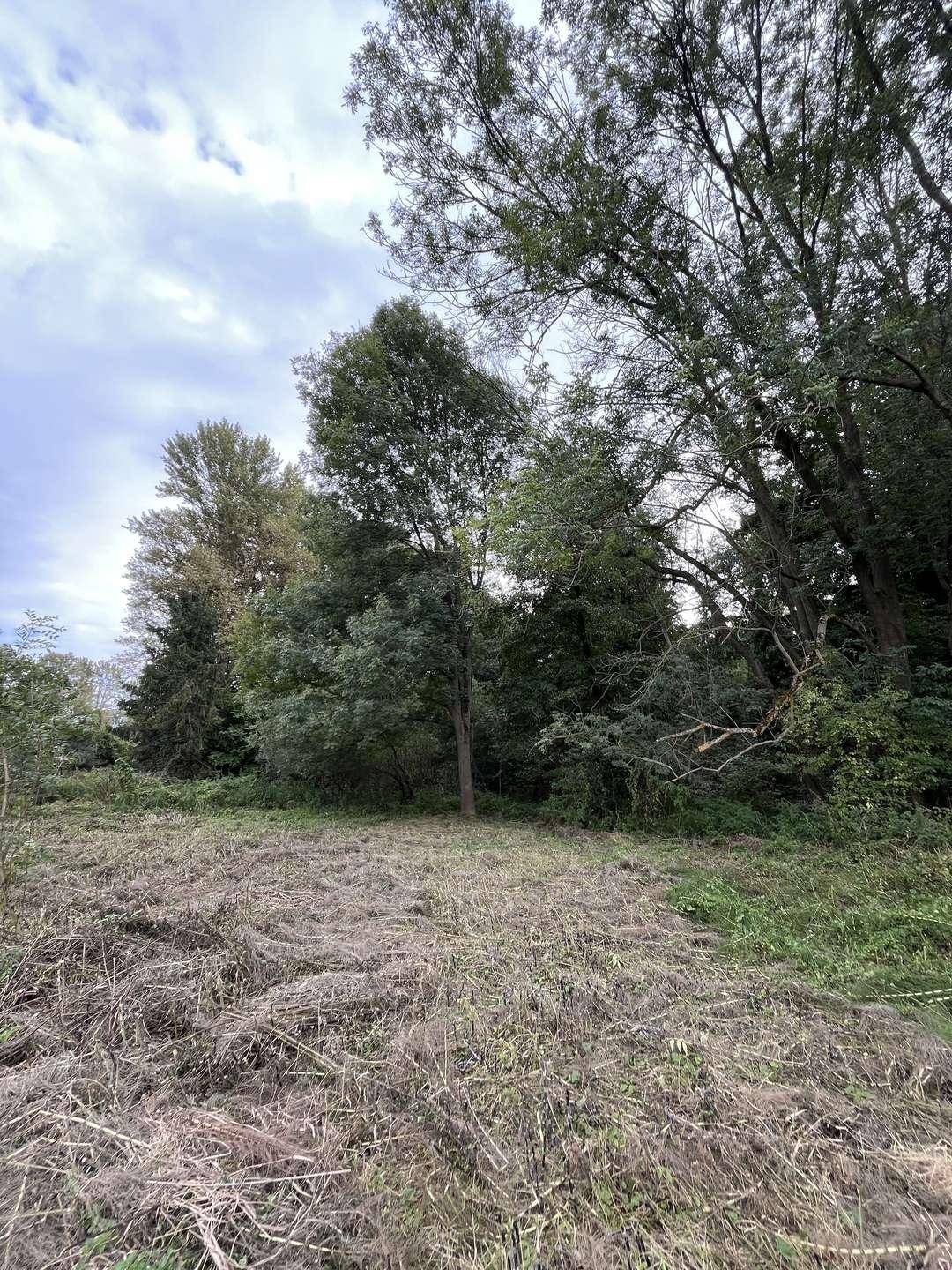 Naturbelassener Bereich des Grundstücks mit hohen Bäumen und trockenem Gras, umgeben von dichter Vegetation.