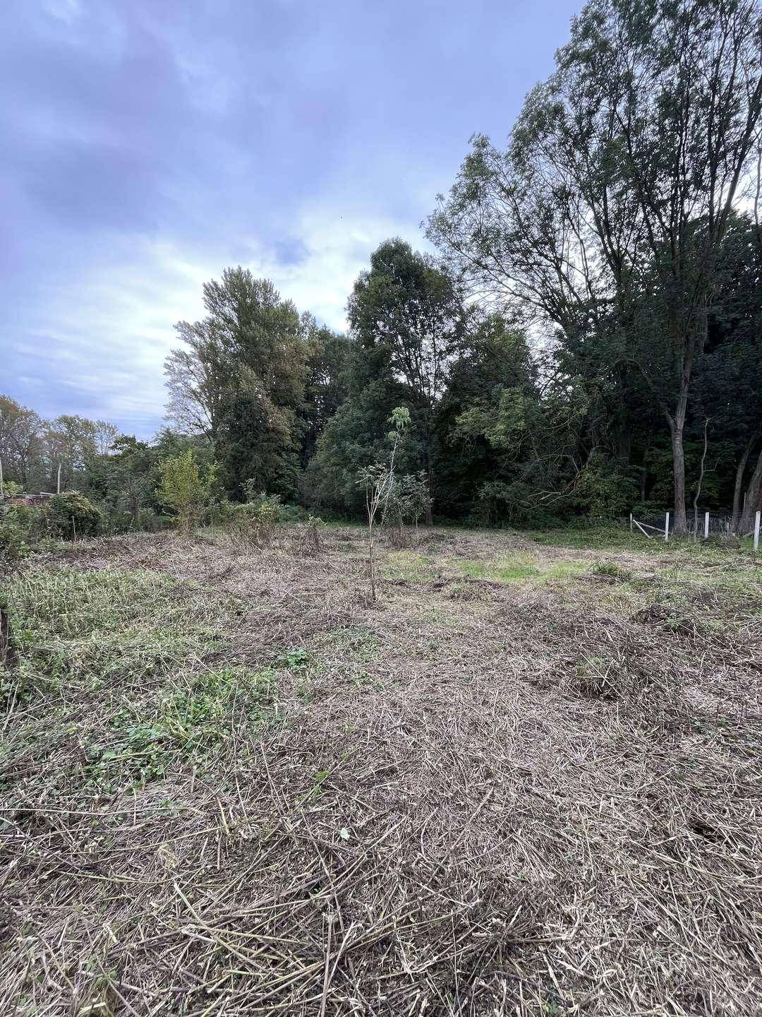 Weiterer Blick auf den naturbelassenen Gartenbereich mit Bäumen und trockenem Unterholz, ideal für Naturliebhaber.