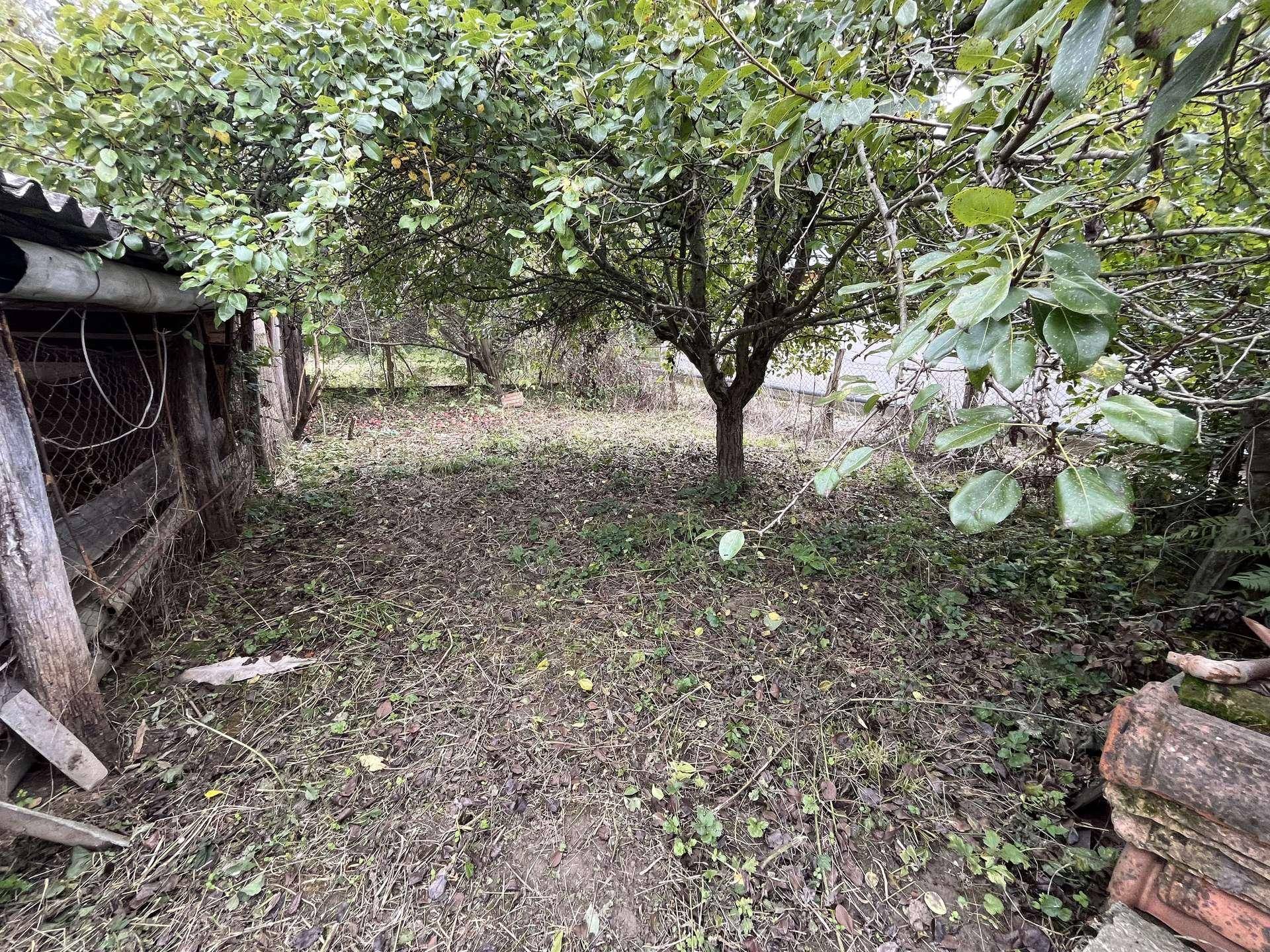Verwilderter Gartenbereich mit einem Obstbaum, der viel Potenzial für Neugestaltung bietet.
