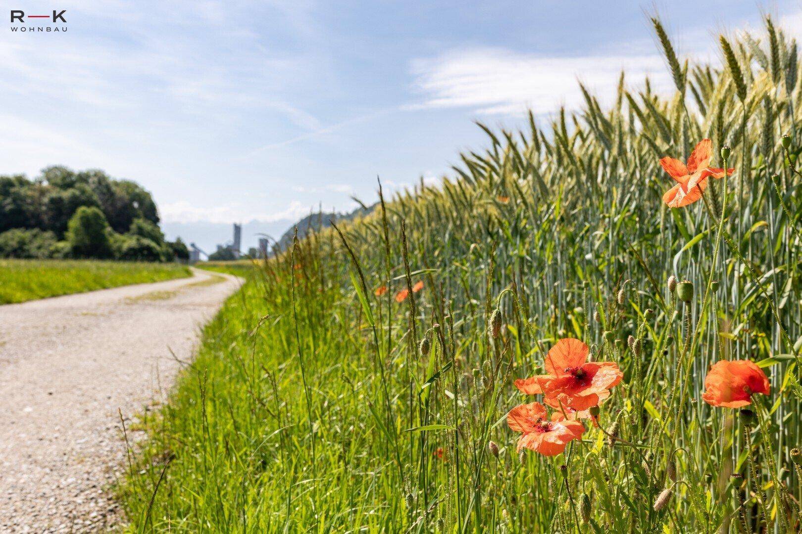 Feldweg neben einem Getreidefeld mit leuchtend roten Mohnblumen und Bergen im Hintergrund unter blauem Himmel.