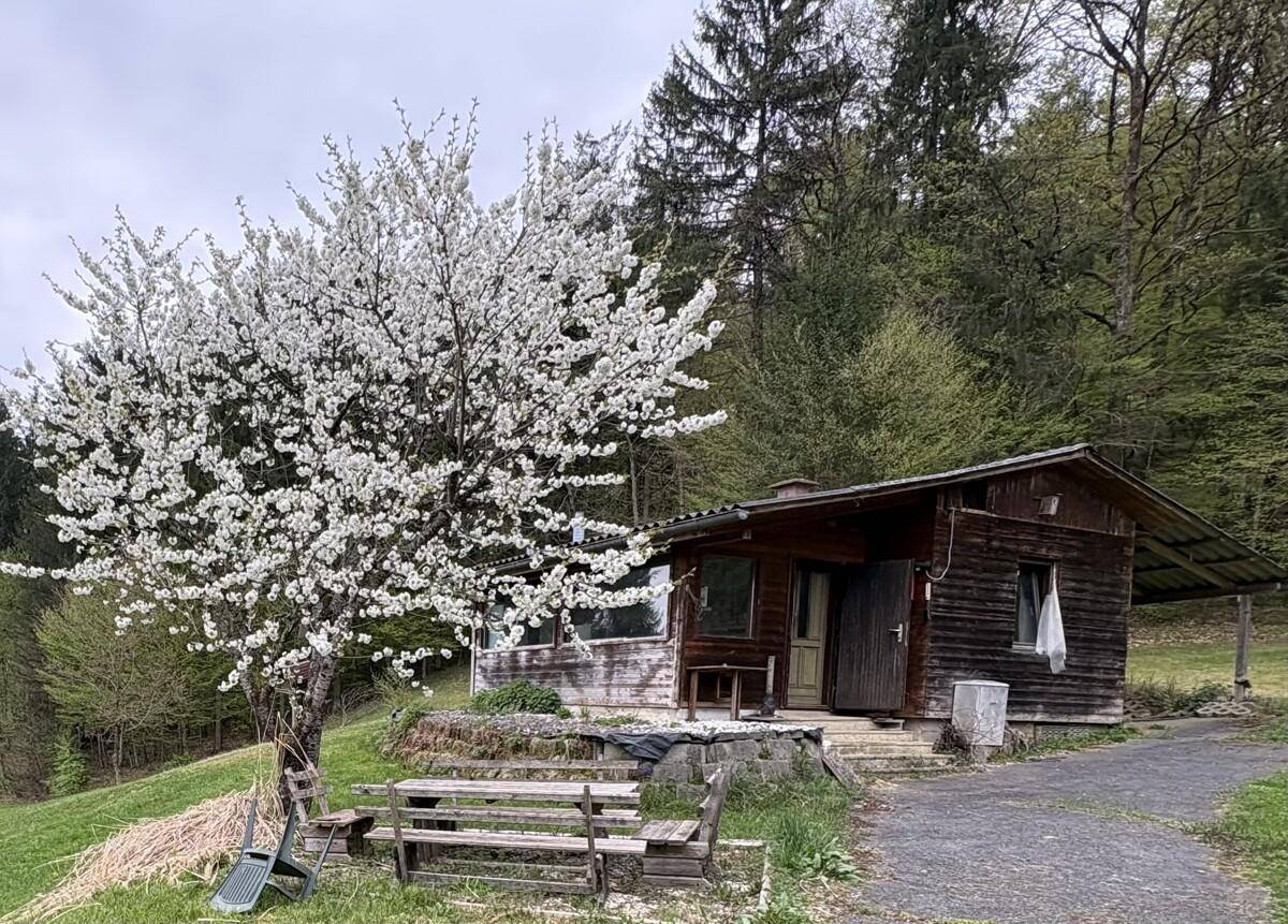 Rustikales Holzhaus mit einem prächtig blühenden Baum im Frühling, umgeben von grünen Hügeln und Wald.
