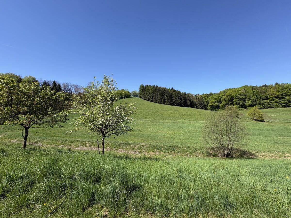 Weite grüne Hügellandschaft mit Bäumen unter strahlend blauem Himmel, idyllische Umgebung.