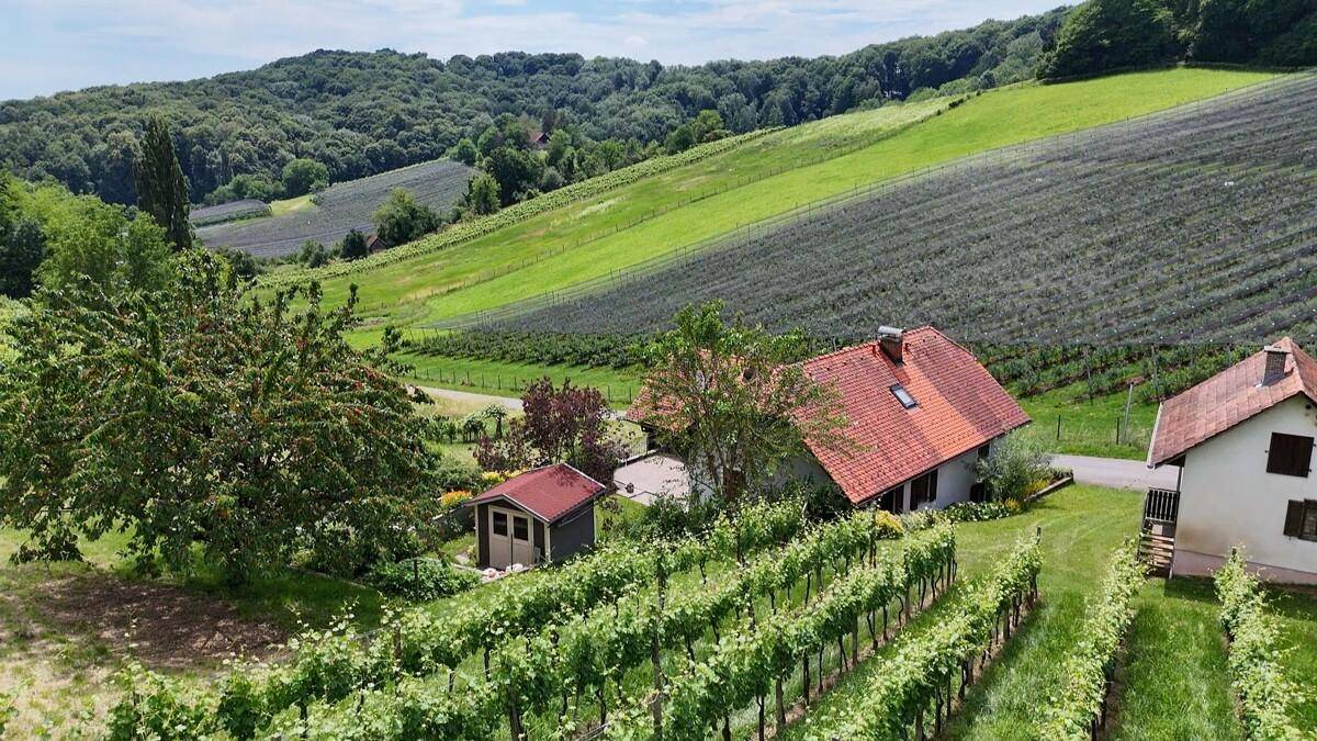 Panoramablick auf ein charmantes Haus umgeben von weitläufigen Weinbergen und Wäldern.