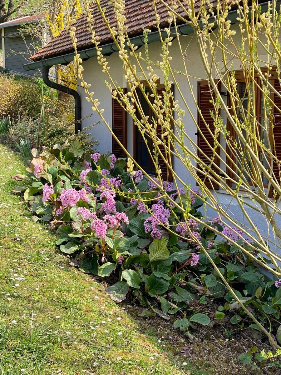 Blühende Blumenbeete und Sträucher entlang der Hausfassade in einem gepflegten Garten.