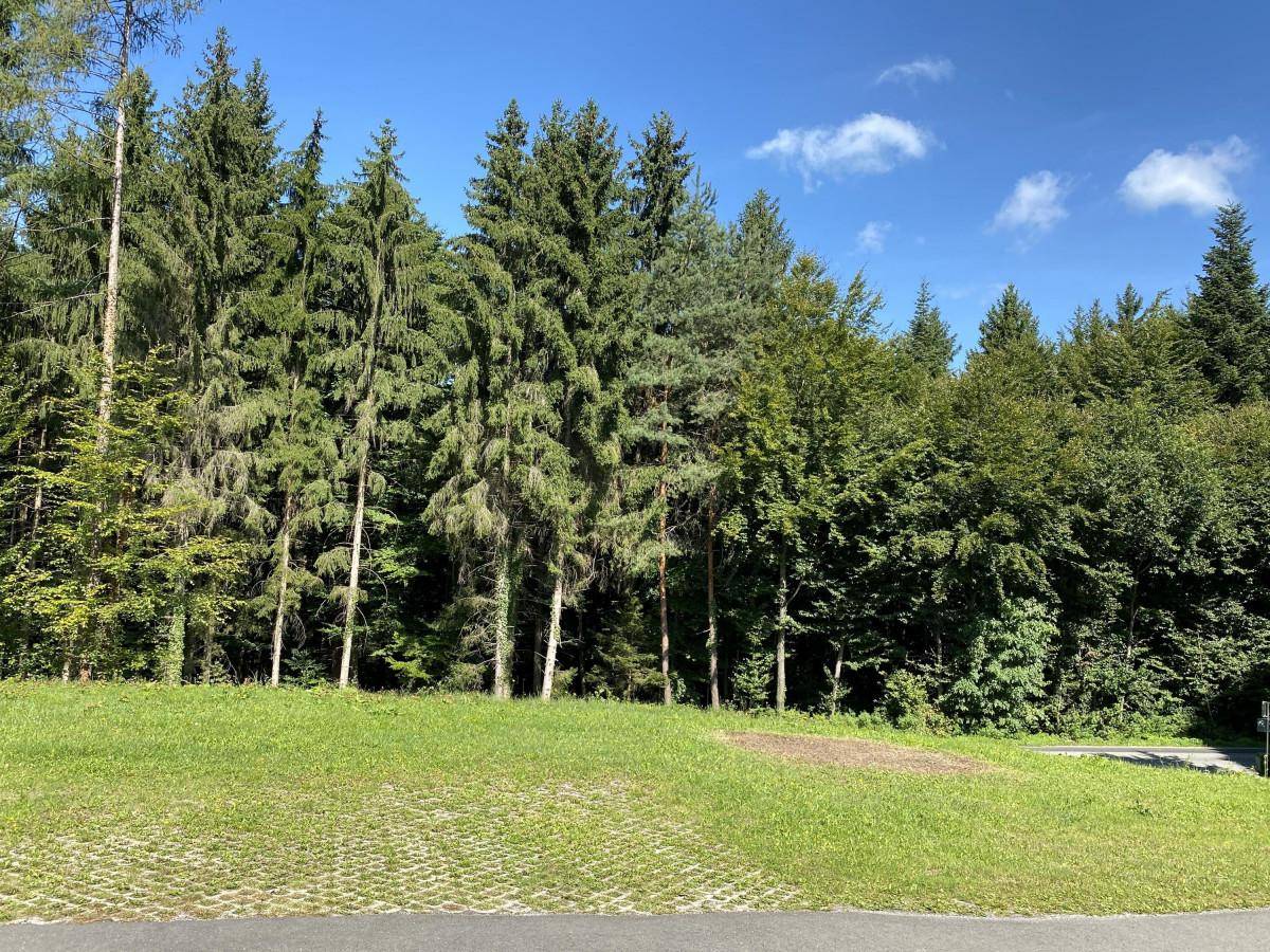 Gepflegte Rasenfläche neben einem Parkplatz, begrenzt von einer Reihe hoher Nadelbäume.