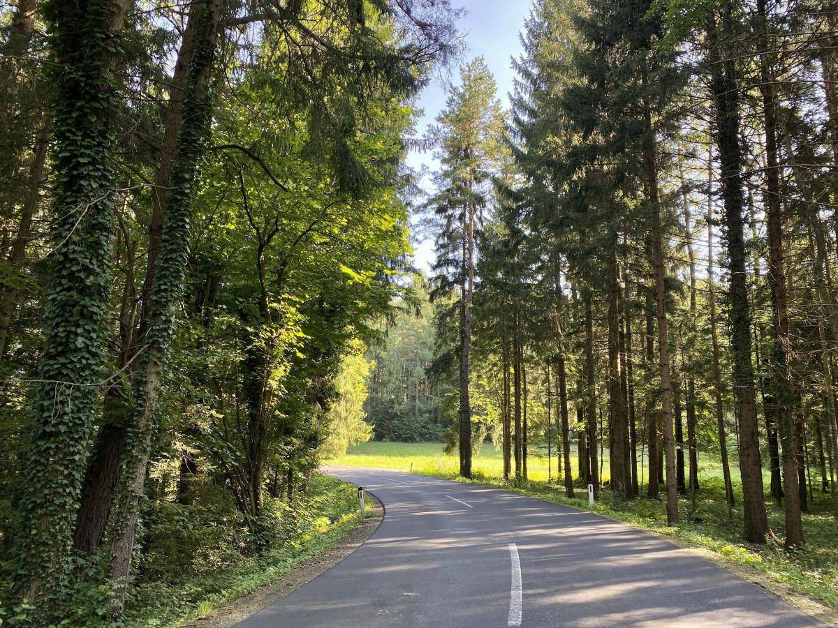 Landstraße schlängelt sich durch einen dichten, sonnigen Wald mit hohen Bäumen und viel Grün.