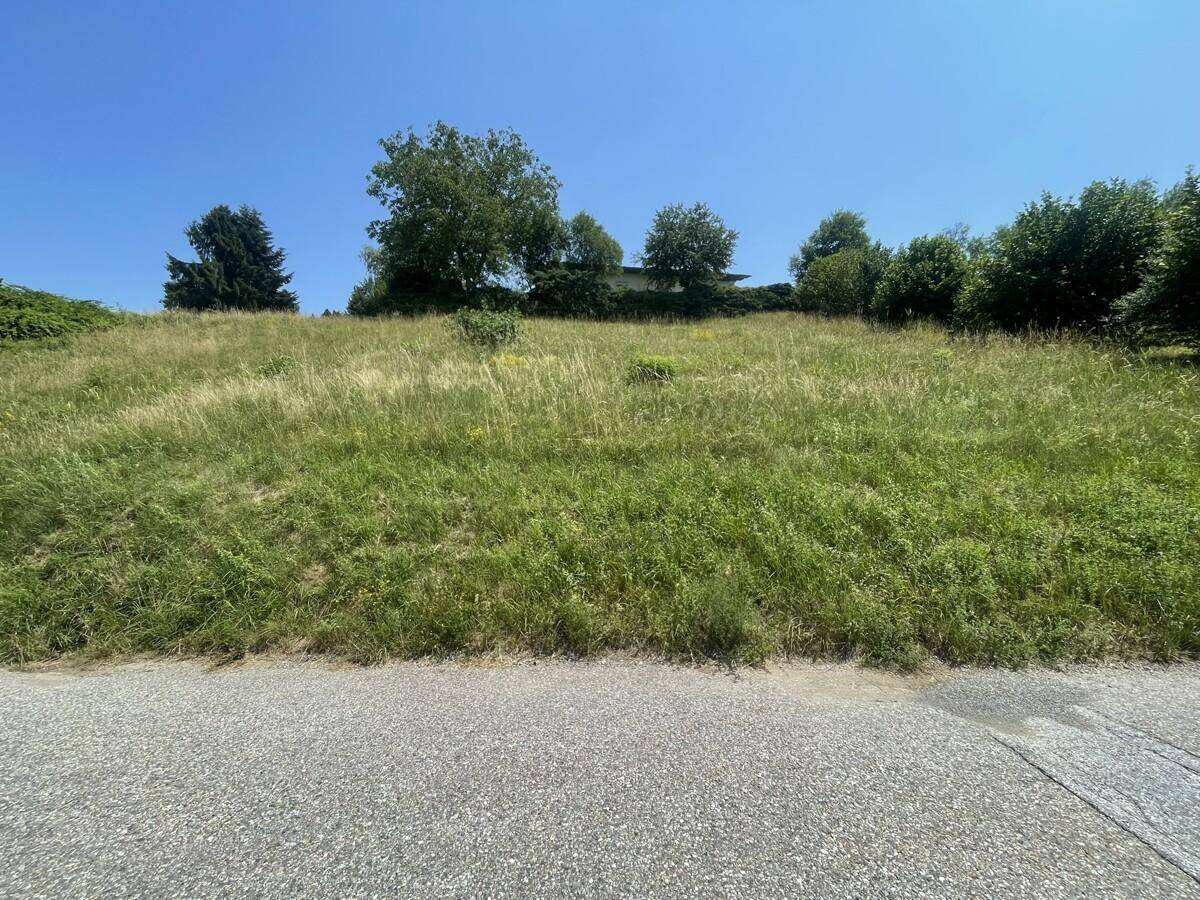Weitläufiger, grüner Hang mit hohem Gras und Bäumen im Hintergrund, angrenzend an eine Straße.