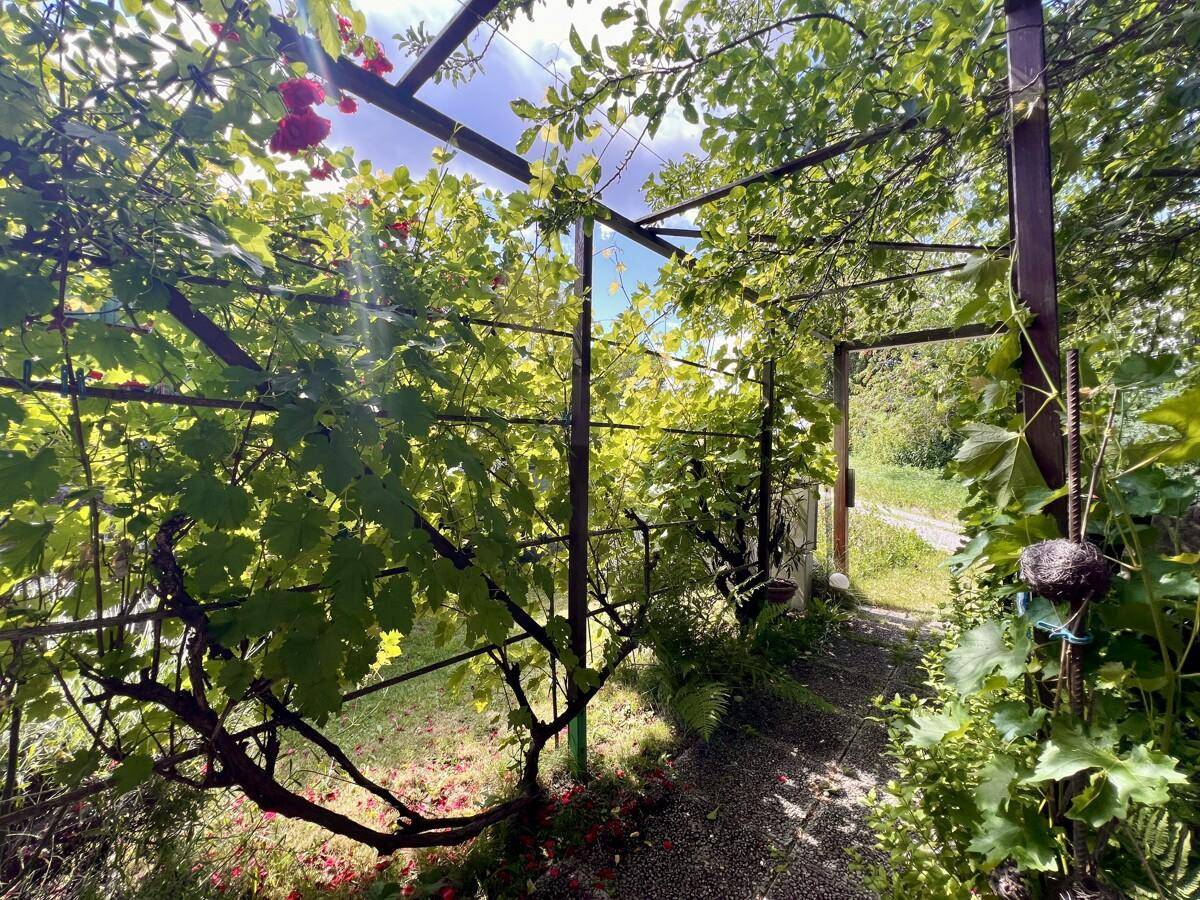 Romantische Pergola mit Weinreben und Zugang zum Gartenweg.