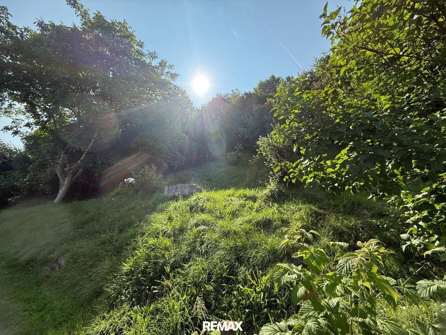 Sonniges, bewachsenes Hanggrundstück mit dichtem Baumbestand und natürlicher Vegetation.