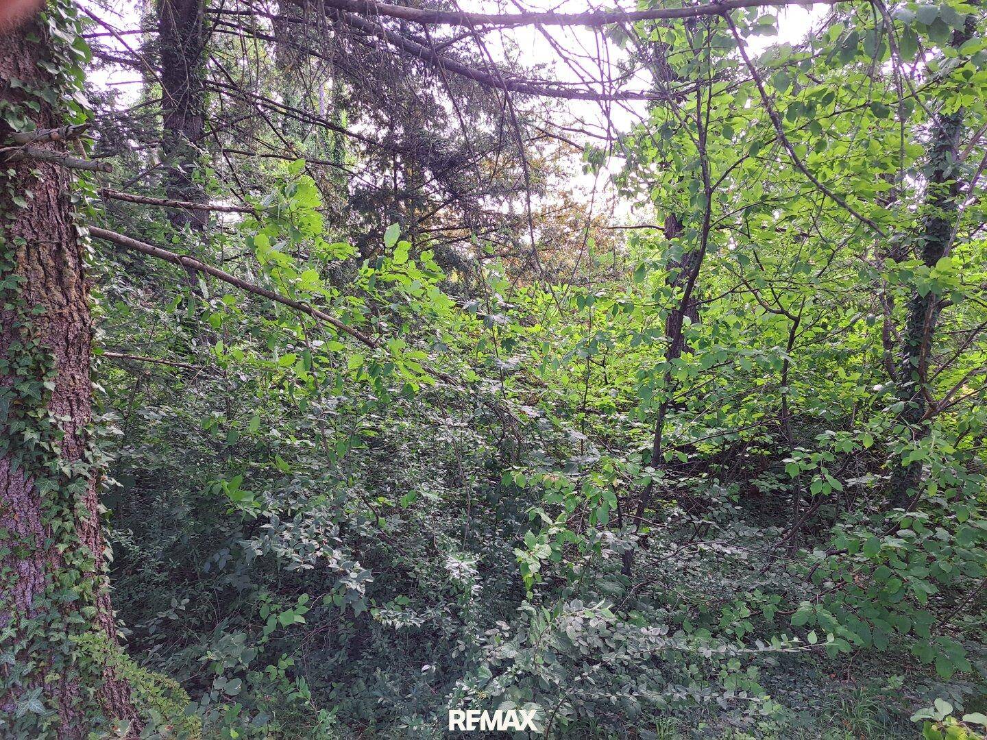 Dichter Wald und Unterholz mit üppigem Grün, das eine natürliche und unberührte Umgebung zeigt.