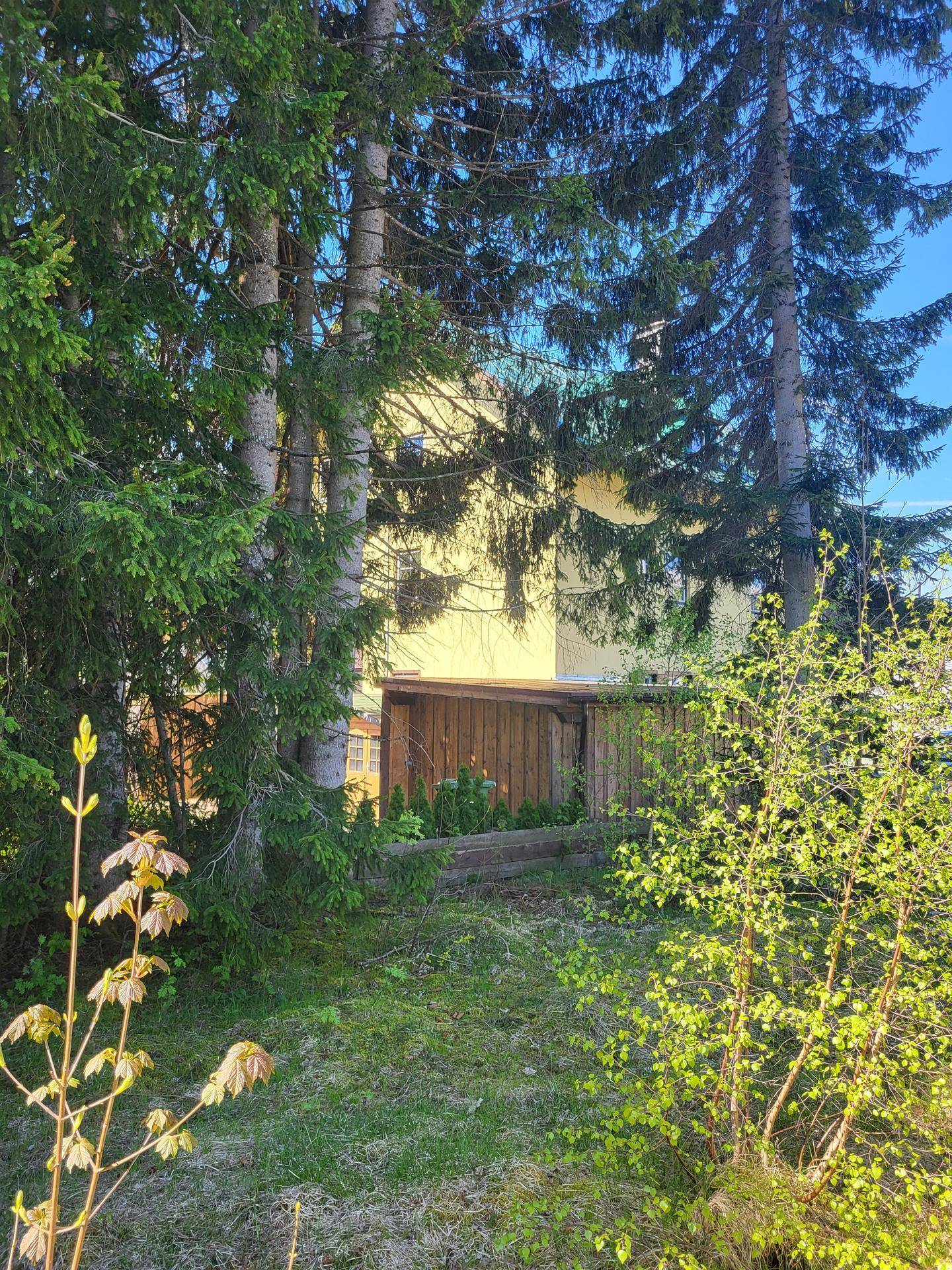 Teilansicht eines gelben Hauses, umgeben von hohen Nadelbäumen und üppigem Grün im Vordergrund.