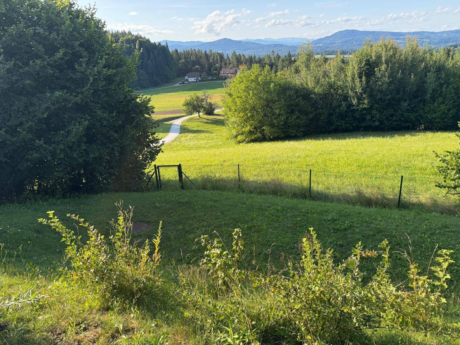 Idyllische Landschaft mit grünen Wiesen, Bäumen und einem Feldweg, der sich durch die Natur schlängelt.
