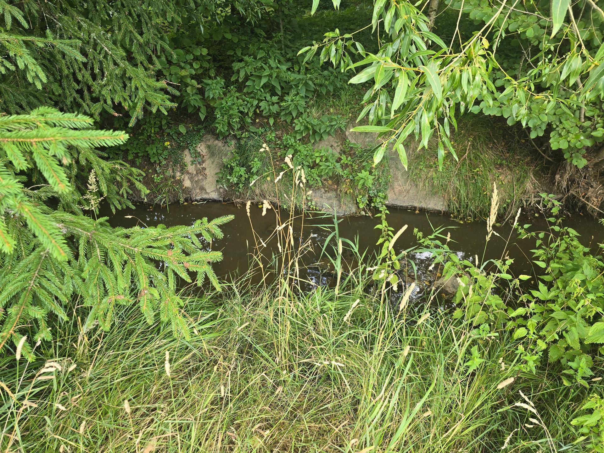 Kleiner, naturbelassener Bachlauf, umgeben von hohen Gräsern und dichtem Grün.