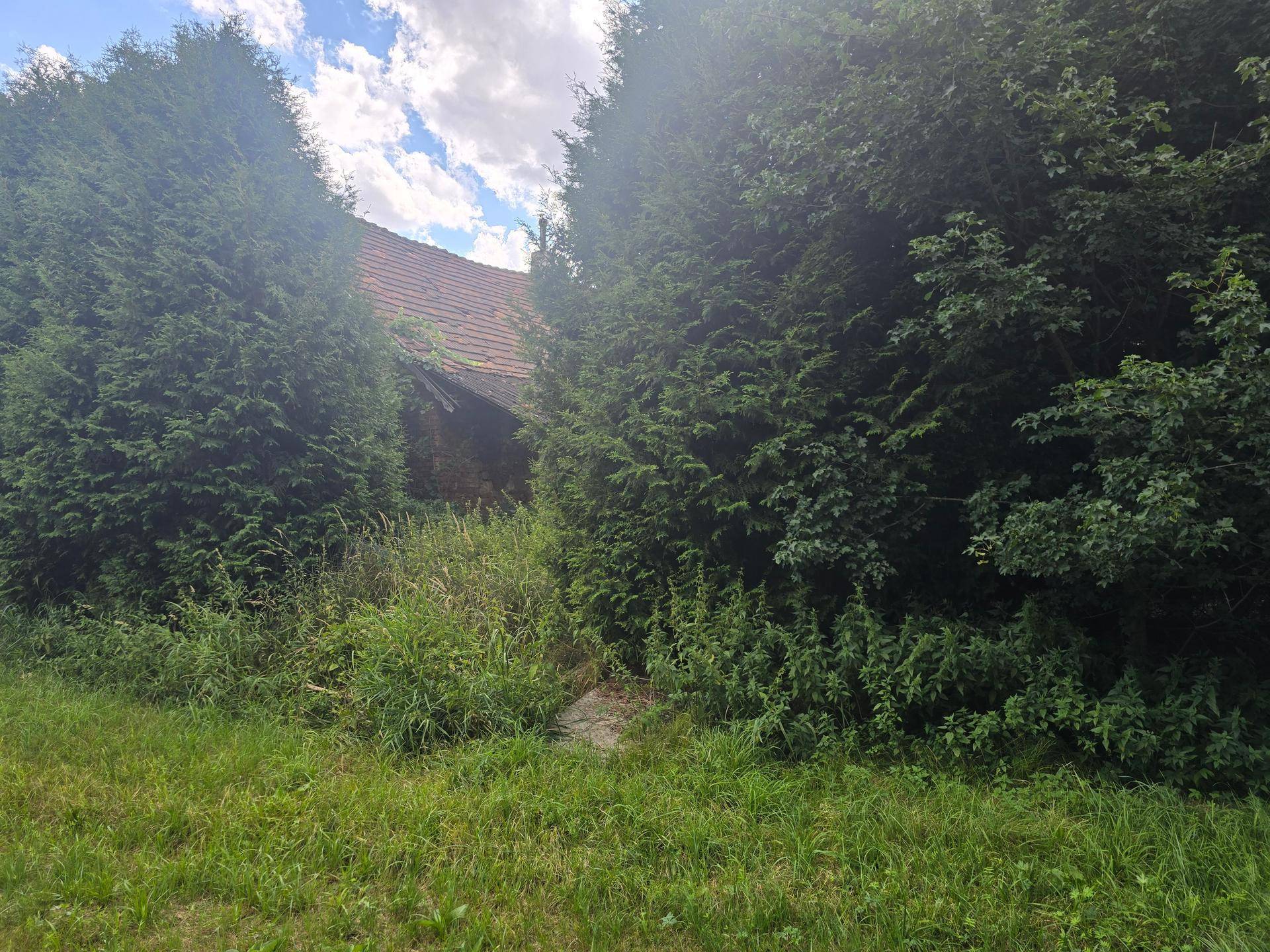 Dichte Hecken und Bäume verbergen teilweise ein Gebäude, umgeben von üppiger Natur.