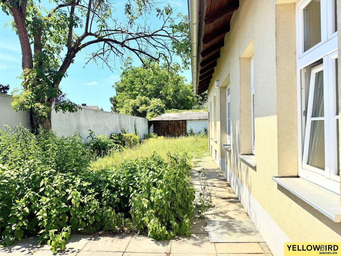 Seitenansicht des Hauses mit einem verwilderten Gartenbereich und einem alten Baum.