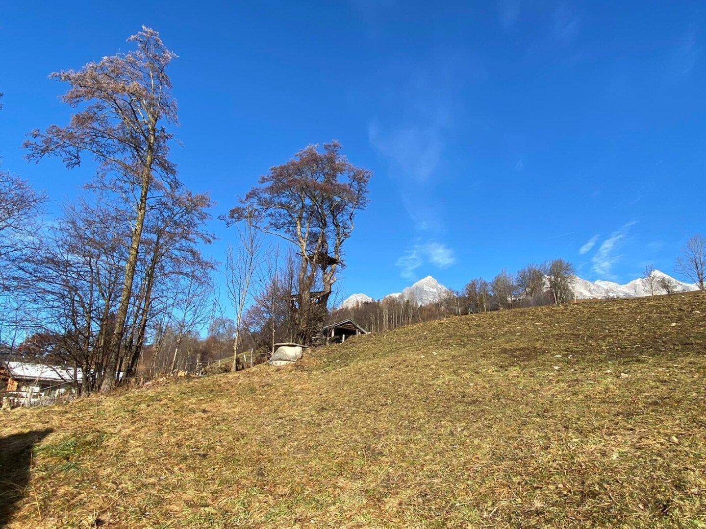 Offene Hügellandschaft mit vereinzelten Bäumen und majestätischen schneebedeckten Bergen am Horizont.