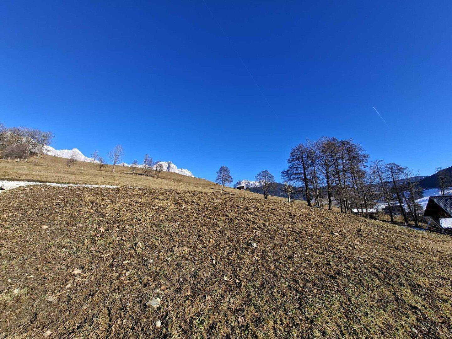 Weitwinkelaufnahme einer sonnigen Graslandschaft mit vereinzelten Bäumen und schneebedeckten Bergen am Horizont.