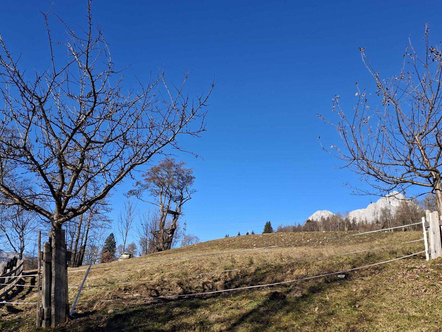 Nahaufnahme eines grasbewachsenen Hügels mit kahlen Bäumen im Vordergrund und Bergen in der Ferne.
