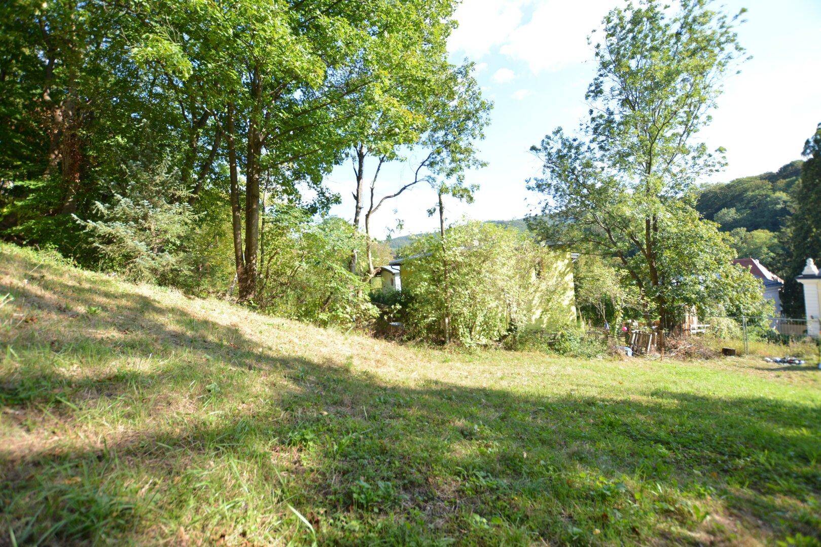Sonnige Rasenfläche mit üppiger Vegetation und Blick auf die Umgebung und ein Haus.