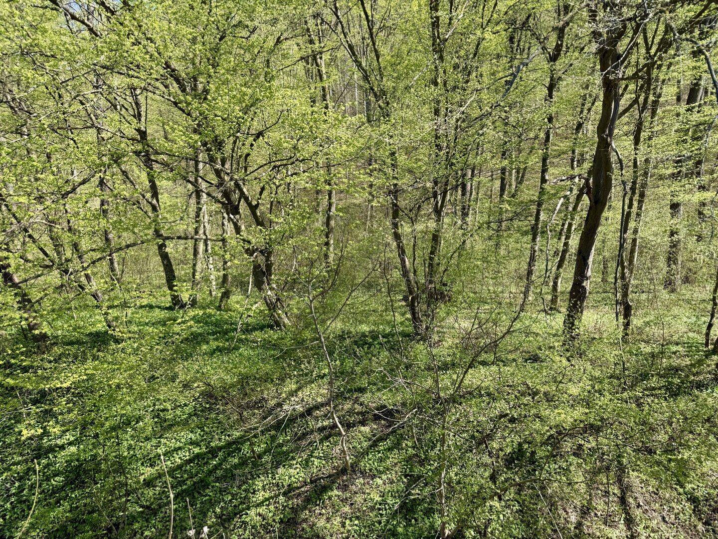 Dichter Wald mit frischem grünen Laub und üppiger Vegetation im Frühling.