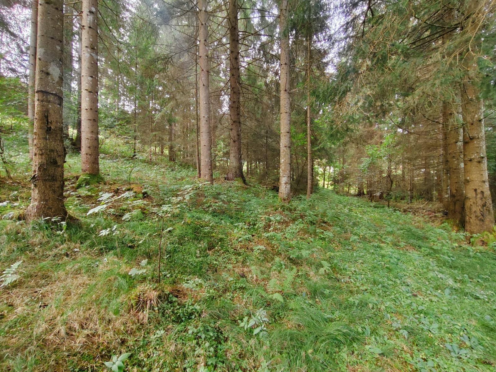 Waldboden mit Bäumen und dichtem Unterholz, das eine sanfte Hanglage aufweist.
