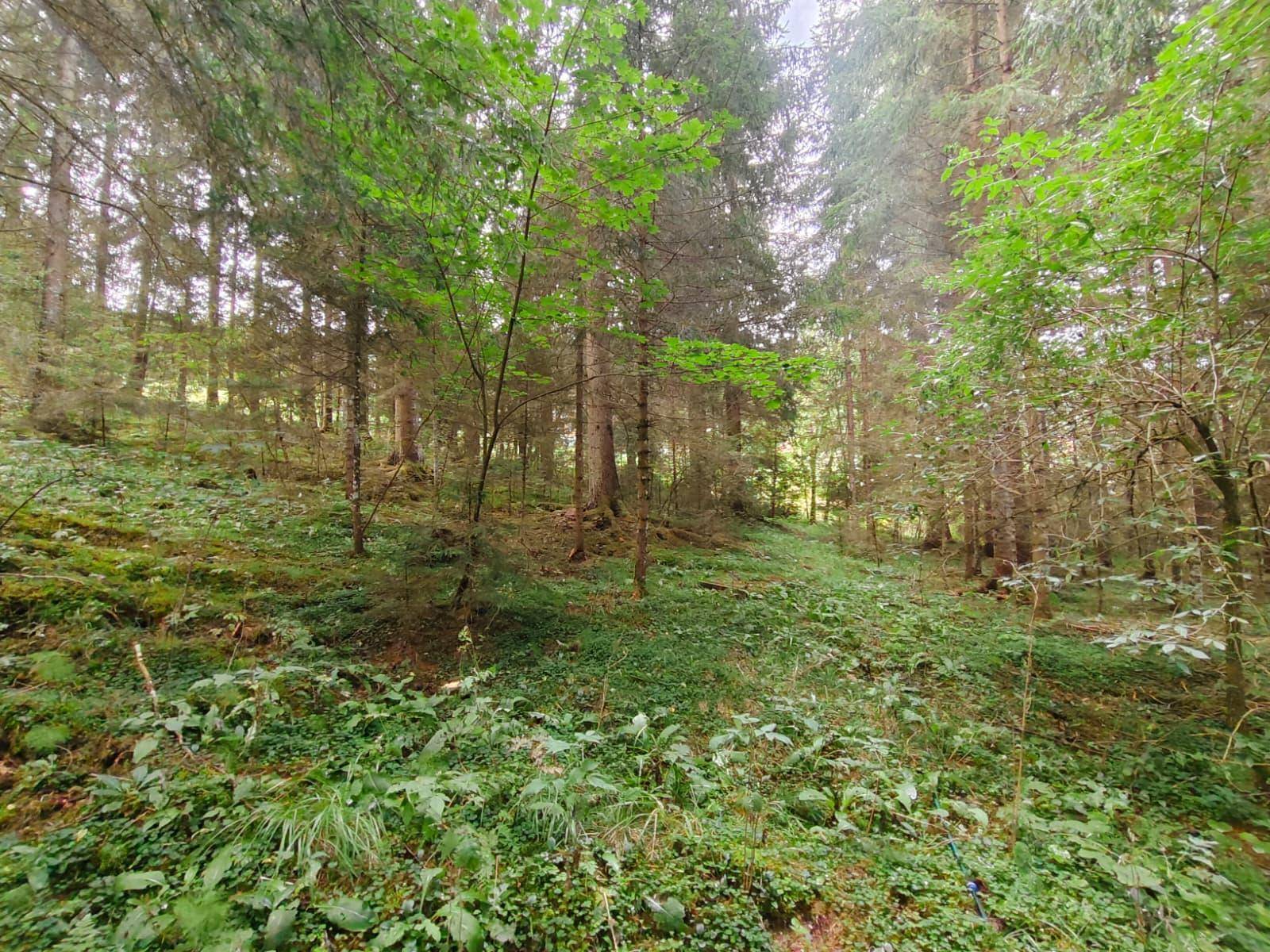 Waldlandschaft mit einem Pfad oder einer Lichtung, umgeben von Bäumen und grünen Pflanzen.