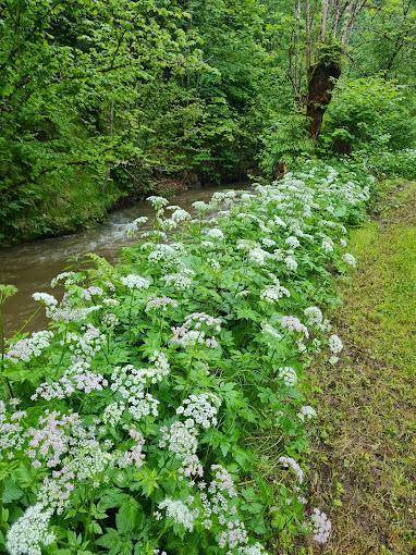 Flussufer gesäumt von weißen Blütenpflanzen, mit einem klaren Bach und dichtem grünen Wald im Hintergrund.
