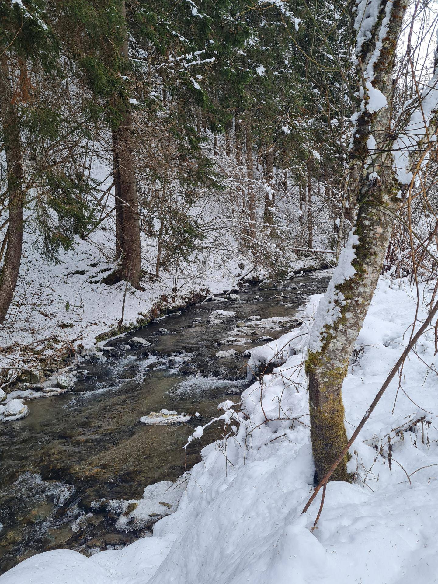 Winterliche Waldlandschaft mit einem kleinen Fluss, umgeben von schneebedeckten Bäumen und Ufern.