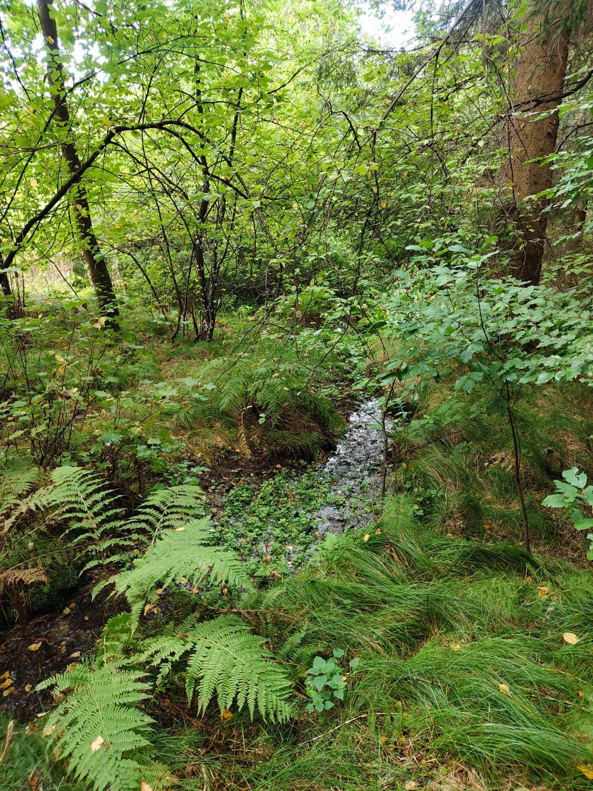 Weiterer Blick auf den kleinen Bach im Wald, umgeben von üppigen Farnen und grüner Vegetation.