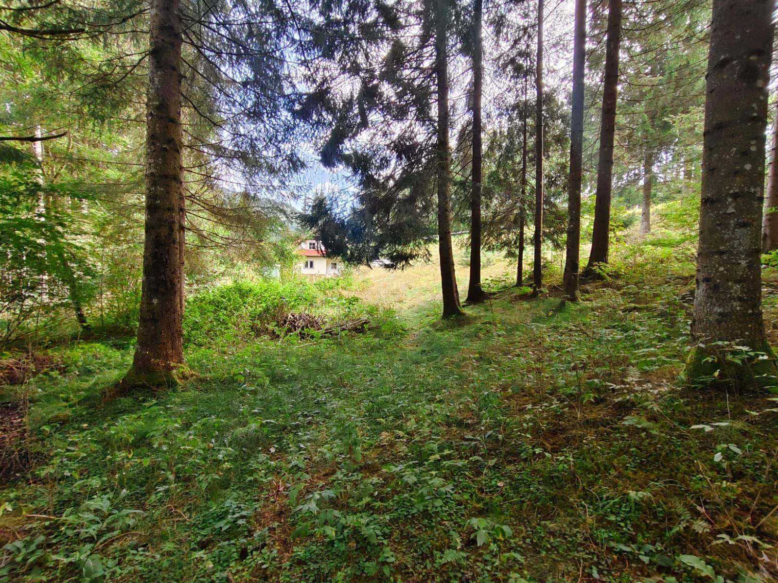 Blick durch den Wald auf das Haus, das in der Ferne auf einer Lichtung sichtbar ist.