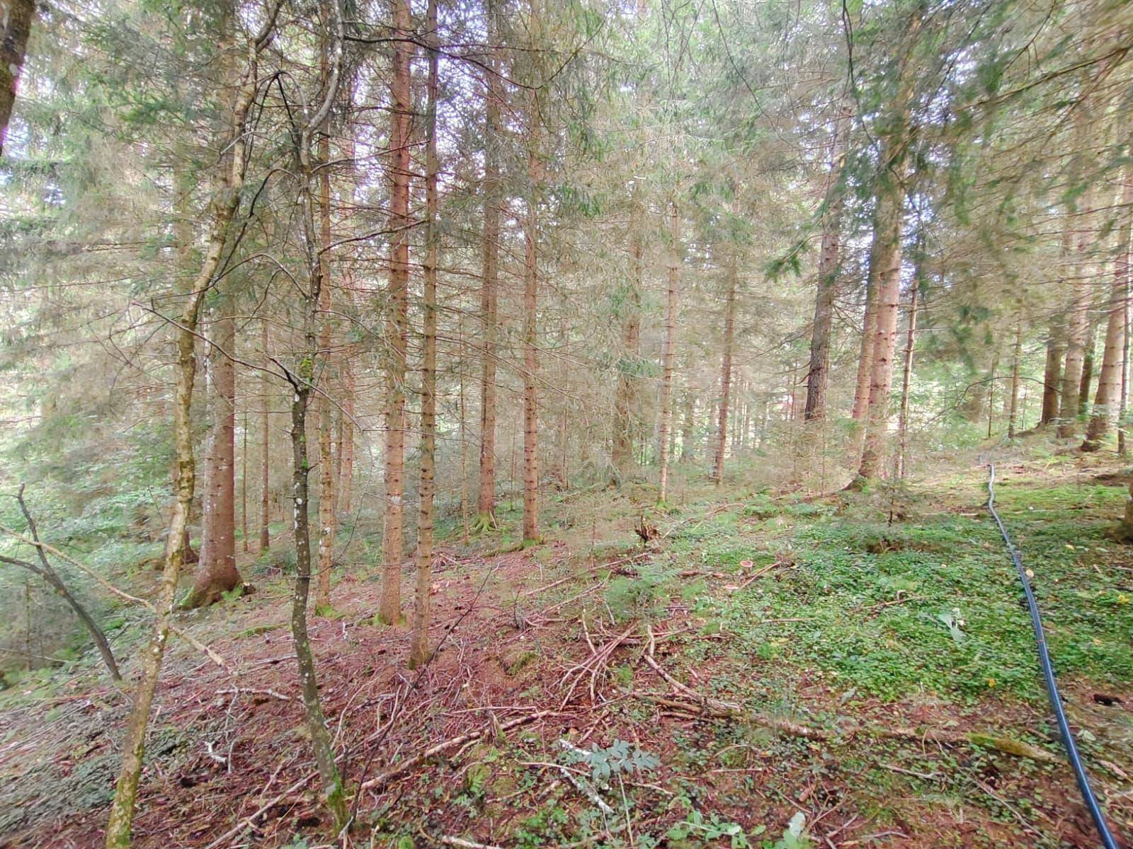Dichter Wald mit hohen Bäumen und üppigem Unterholz, das eine natürliche Umgebung schafft.
